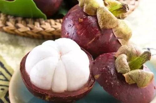 黑料吃瓜多肉小野猫,吃瓜达人小野猫的多肉生活