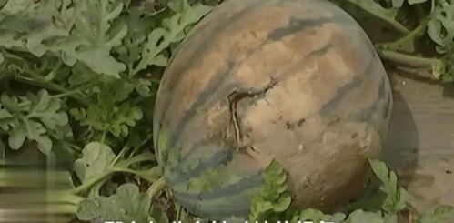 吃瓜黑料大爆炸