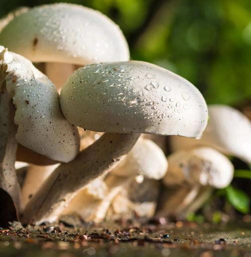 黑料吃瓜蘑菇视频,蘑菇视频带你探秘娱乐圈幕后真相