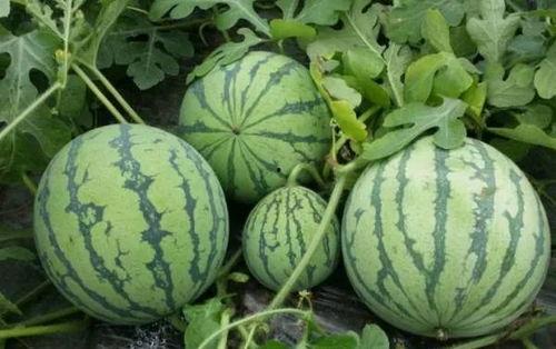 cgg今日吃瓜黑料